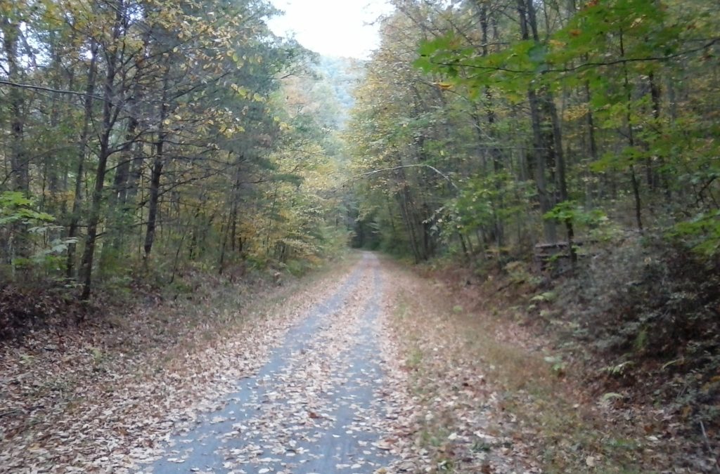 bike path, yellow wood, autumn leaves